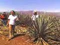 Reproduccion del agave