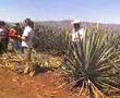 Reproduccion del agave