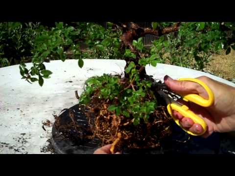 how to fertilize chinese elm bonsai