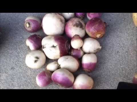 how to harvest purple kohlrabi