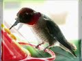 Hummingbirds Hummingbirds