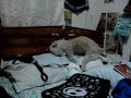 La queta puerca xxx Manele-Gratis.net