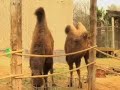 The bactrian camels at ZSL London Zoo