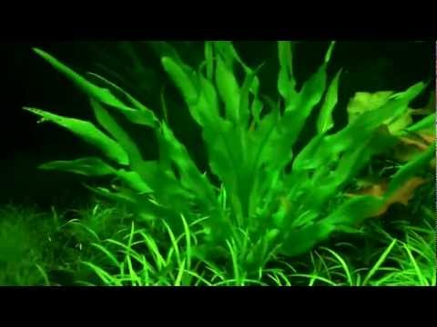 how to fertilize amazon sword