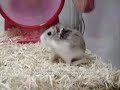 Chascarro del hamster