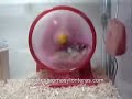 Chascarro del hamster