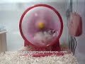 Chascarro del hamster