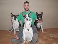no al maltrato animal