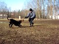 Kovaa treeniä... Kumpi voittaa stara vai hurtta? Kovaa treeniä... Kumpi voittaa stara vai hurtta?