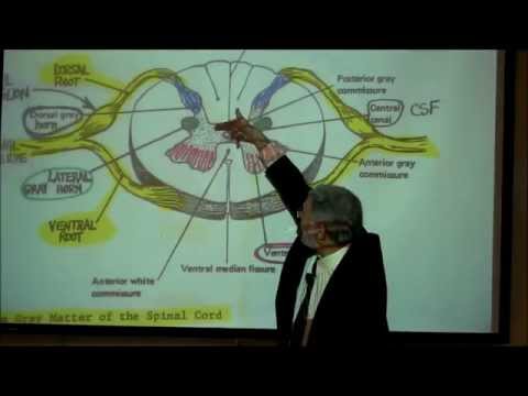 how to locate lumbar 1