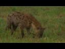 'Nothing' is good for hyaena