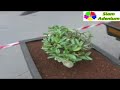 Bonsai Adenium : Thai Socotranum