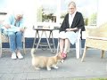 corgy puppy deel 2 corgy puppy deel 2