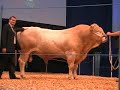 www.cattle.de - EUROTIER 2008: Rinderpr�sentationen - Blonde d\