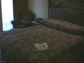 videos de Wilderness Lodge - Refurbished Room.wmv