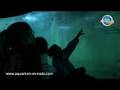 Plongée Avec Les Requins: Grand Aquarium - Saint Malo