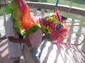 kiddies lion dance