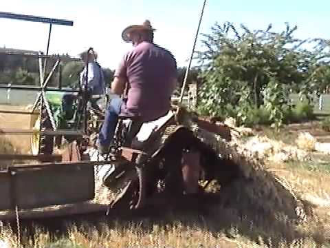 how to harvest hulless oats