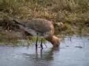 Black-tailed Godwit (Limosa limosa) Black-tailed Godwit (Limosa limosa)