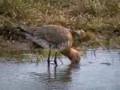 Black-tailed Godwit (Limosa limosa)