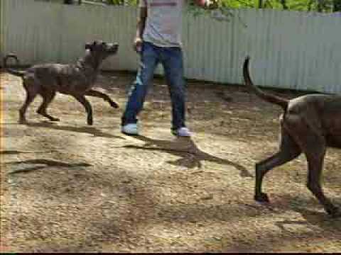 bandog