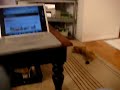 sophies-first-jump-technicaly-her-3rd-matt-kushner.html
