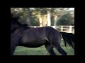 Avonlea's Eden - Friesian Warmblood Filly