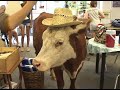 Milkshake -- A Rescued Cow with Identity Issues