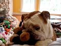 Bulldog Google munching his Monkey (1)