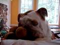 Bulldog Google munching his Monkey (1)