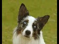 Blue Eyes agility 2, troupeau, border collie