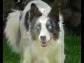 Blue Eyes agility 2, troupeau, border collie Blue Eyes agility 2, troupeau, border collie
