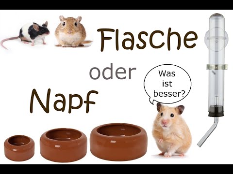 Kleinnager : Wasserflasche oder Napf?
