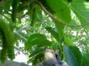 Humming bird nest March 30 2007