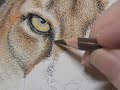 Painting a Day Demonstration - Cougar by Roberta "Roby" Baer PSA