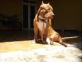 pit bulls, Conan e Bactéria ,meus cães
