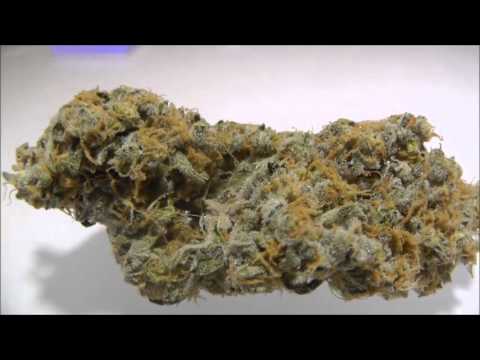 The Weed Nerd Episode 139