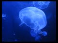 Jellyfish,moon jellies