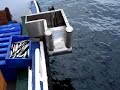 Mackerel Fishing Fraserburgh