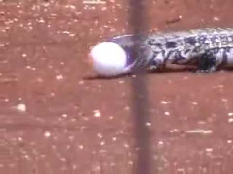 Watch 'Lizard vs Egg'