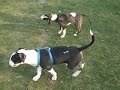 BULLTERRIER BULLTERRIER
