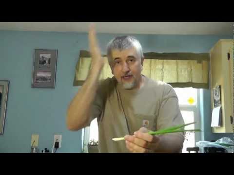 how to grow scallions indoors