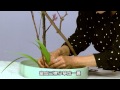 龍華電視LTV_插花教學_春道花清