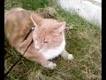 var och k�pte ett koppel s� han skulle kunna vara ute igen efter olyckan :-)