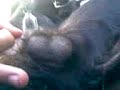 mirale las bolas jajaja mirale las bolas jajaja