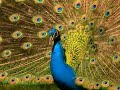 Career Profiles: Veterinary Pathologist Career Profiles: Veterinary Pathologist