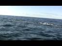 Tuna Blitz - take2