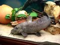 Ronny the Giraffe Catfish at feeding time...