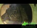 King Tiger Pleco protecting egg, ???????? King Tiger Pleco protecting egg, ????????