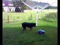 dog attack wheelie king 4x4